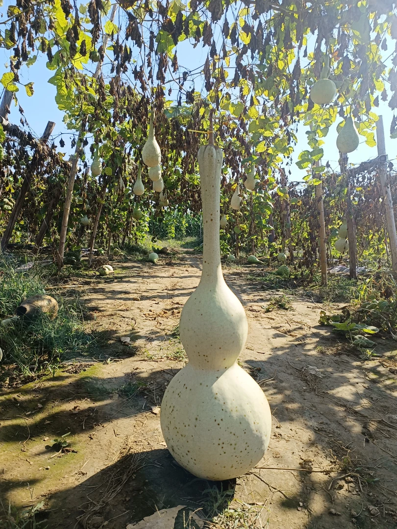 超大葫芦，连腰长嘴大八宝，10粒      2号品