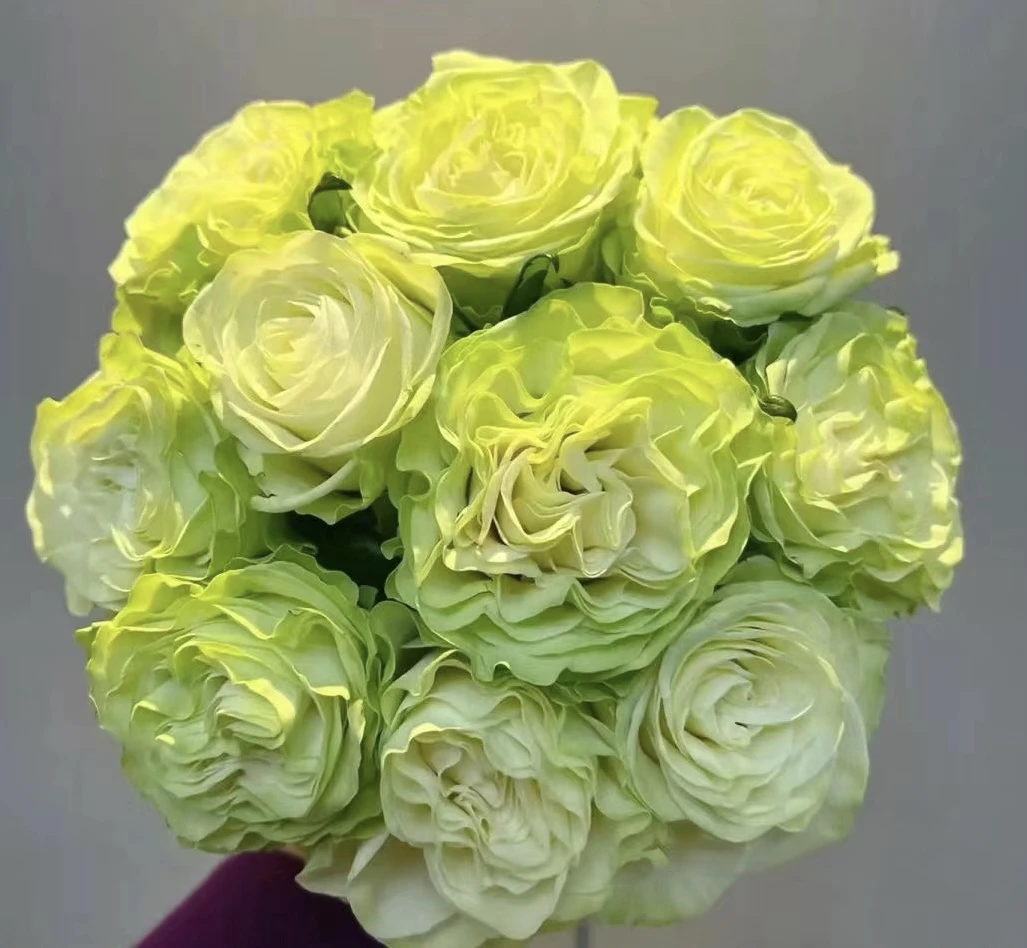 【小乔】花农直发，全场任意两单顺丰冷链包邮，0度以下必拍保温棉！