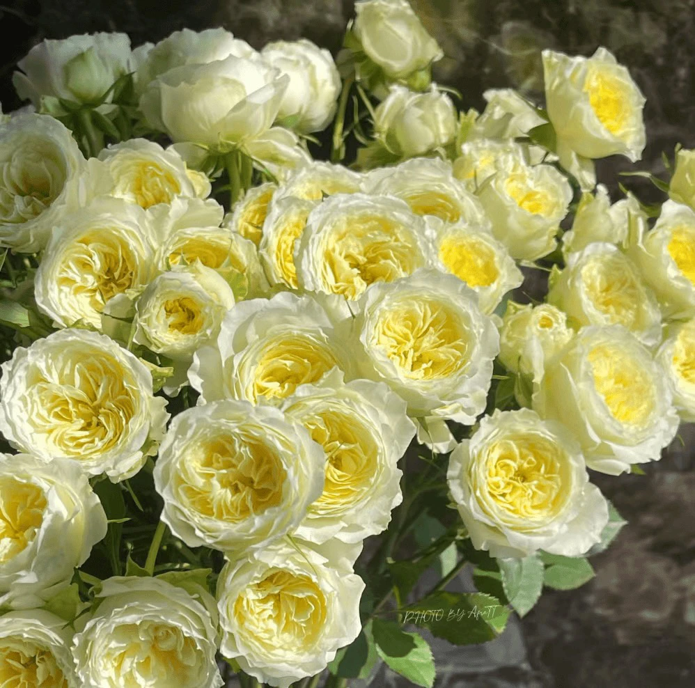 【10枝暖暖】花农直发，全场任意两单顺丰包邮
