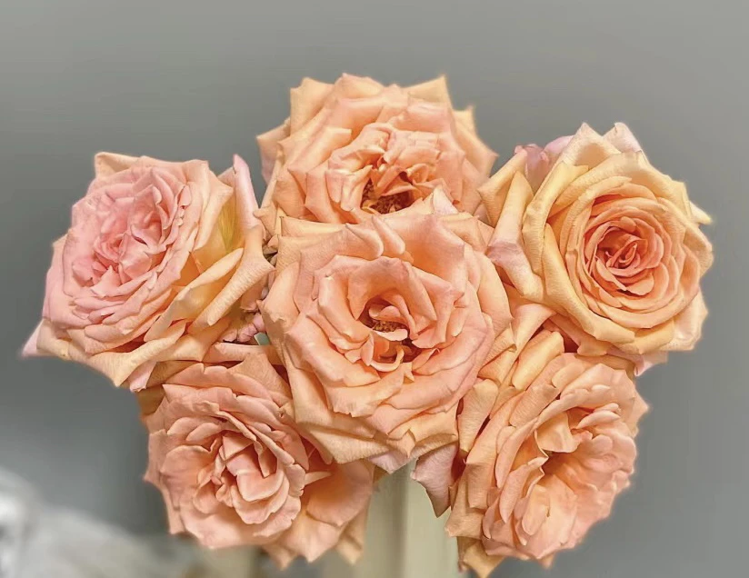 【浪漫珊瑚】花农直发，全场任意两单顺丰冷链包邮，一单需补邮费