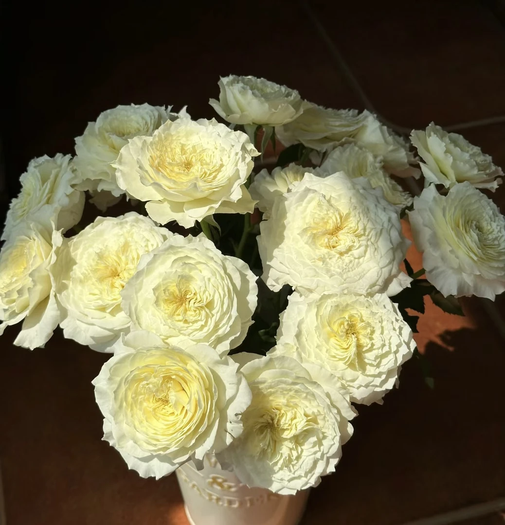 【耐心玫瑰】花农直发，全场任意两单顺丰冷链包邮，一单需补邮费！