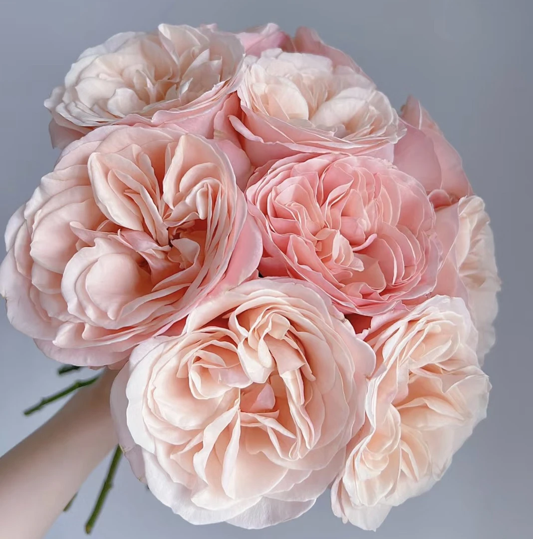 【夏日恋情】花农直发，全场任意两单顺丰包邮，0度以下必拍保温棉！