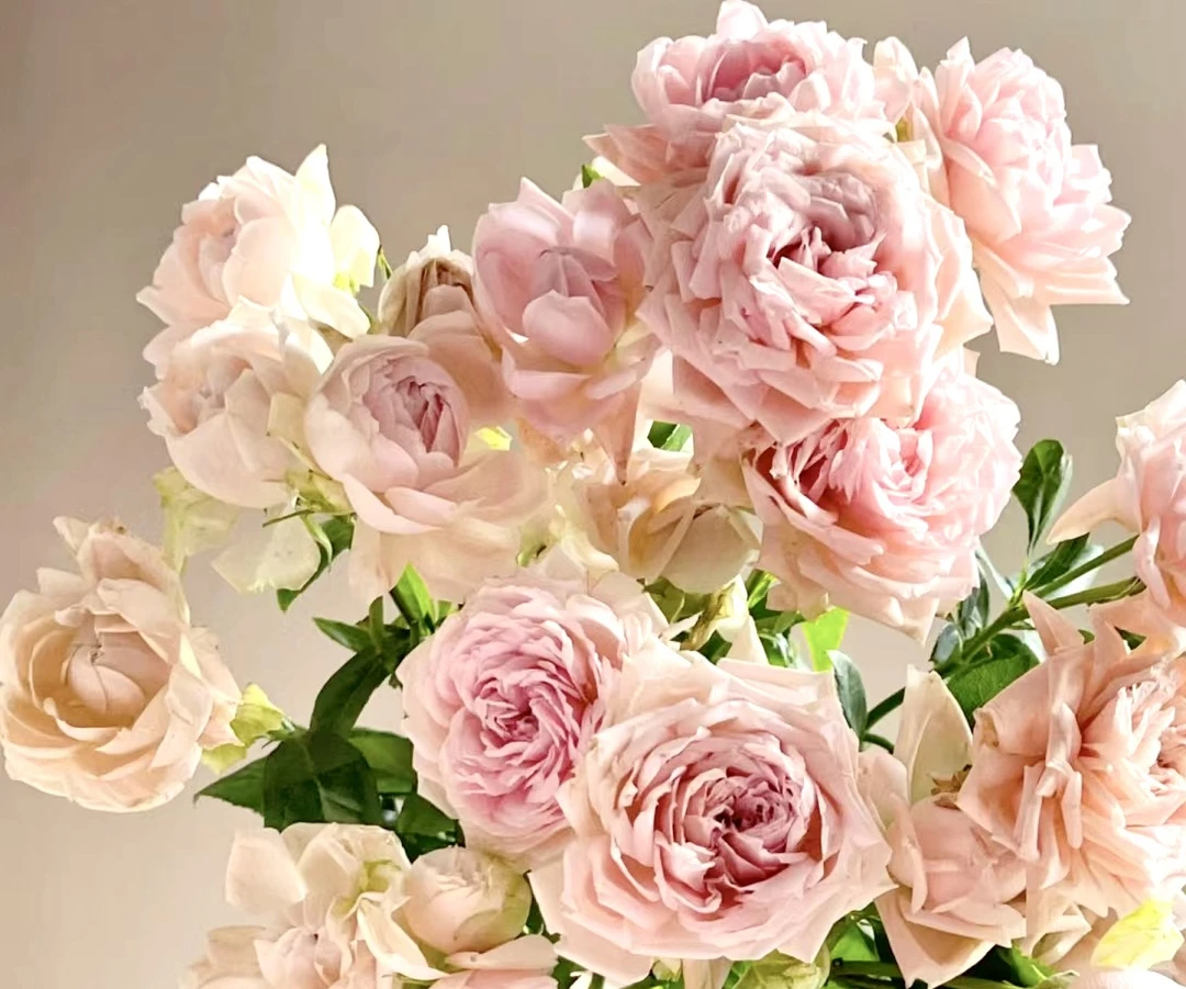 【10枝多头酒酿小丸子】花农直发，全场任意两单顺丰冷链包邮