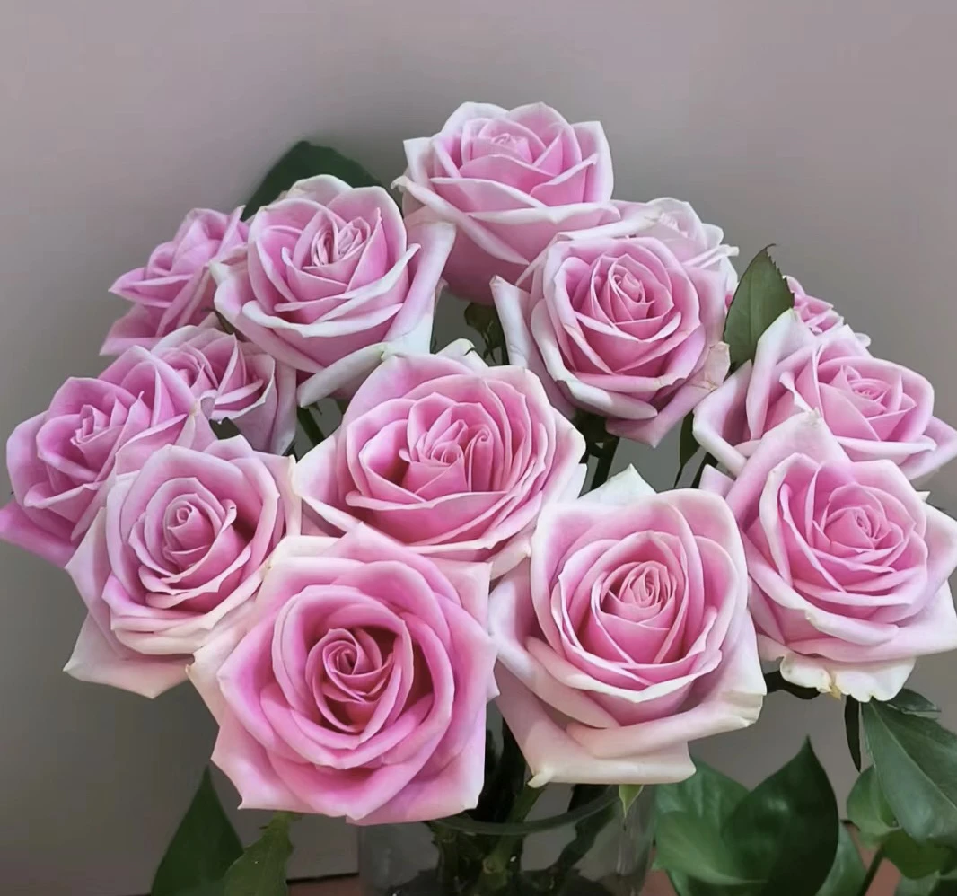 【玛丽亚】花农直发，全场任意两单顺丰冷链包邮，0度以下必拍保温棉！