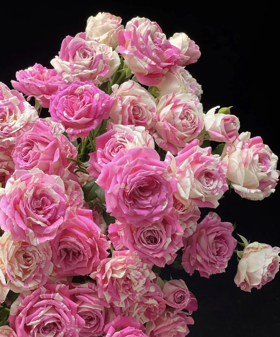 【10枝蓬蓬裙礼花】花农直发，全场任意两单顺丰冷链包邮