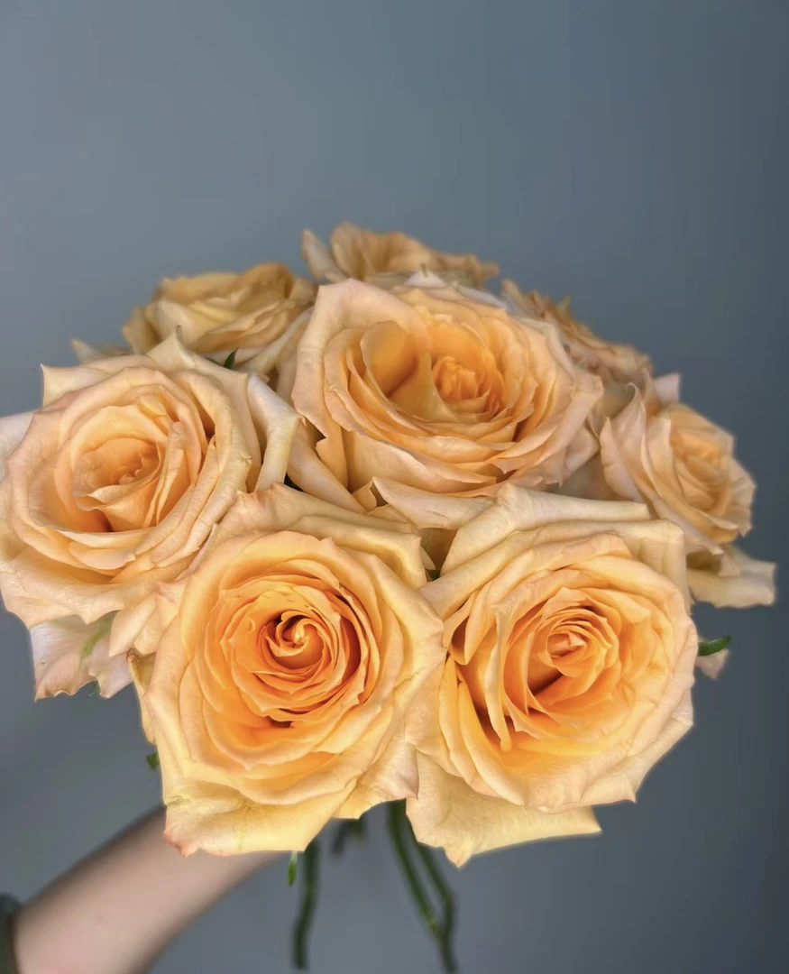 【假日公主玫瑰】全场任意两单顺丰冷链包邮，一单需补邮费！