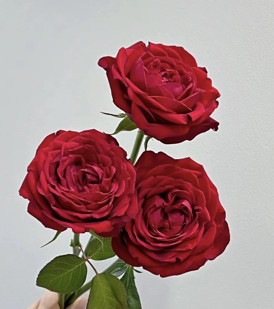 【宝莲灯】基地直发，全场任意两单顺丰冷链包邮，一单需补邮费！