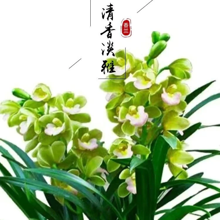 翁源兰花 香水香兰 原盆土矮种大花蕙兰盆栽室内四季好养兰草花卉