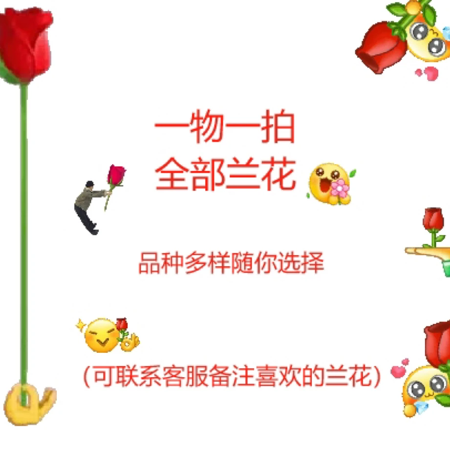 一物一拍全部兰花