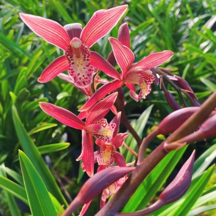 【西施美人】建兰品种好养易活名贵浓香四季室内盆栽好养