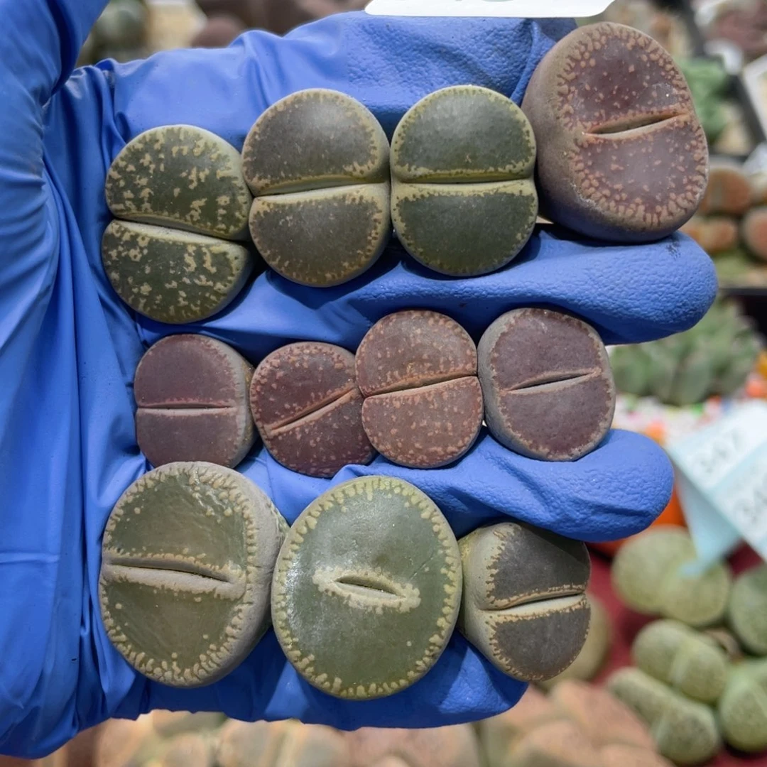 闪购小刚生石花345