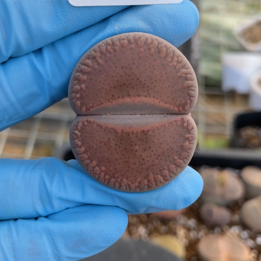 闪购小刚生石花378