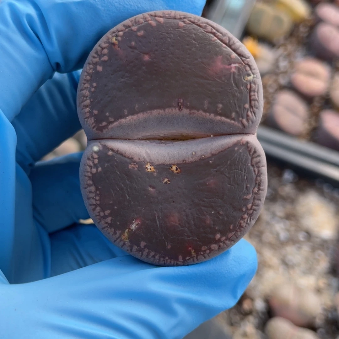 闪购小刚生石花497