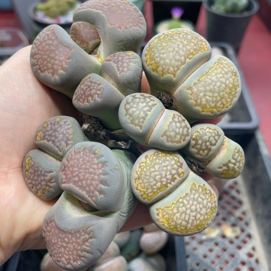 闪购小刚生石花262