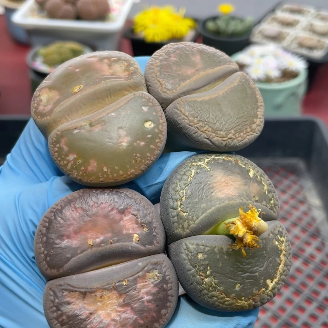 闪购小刚生石花019