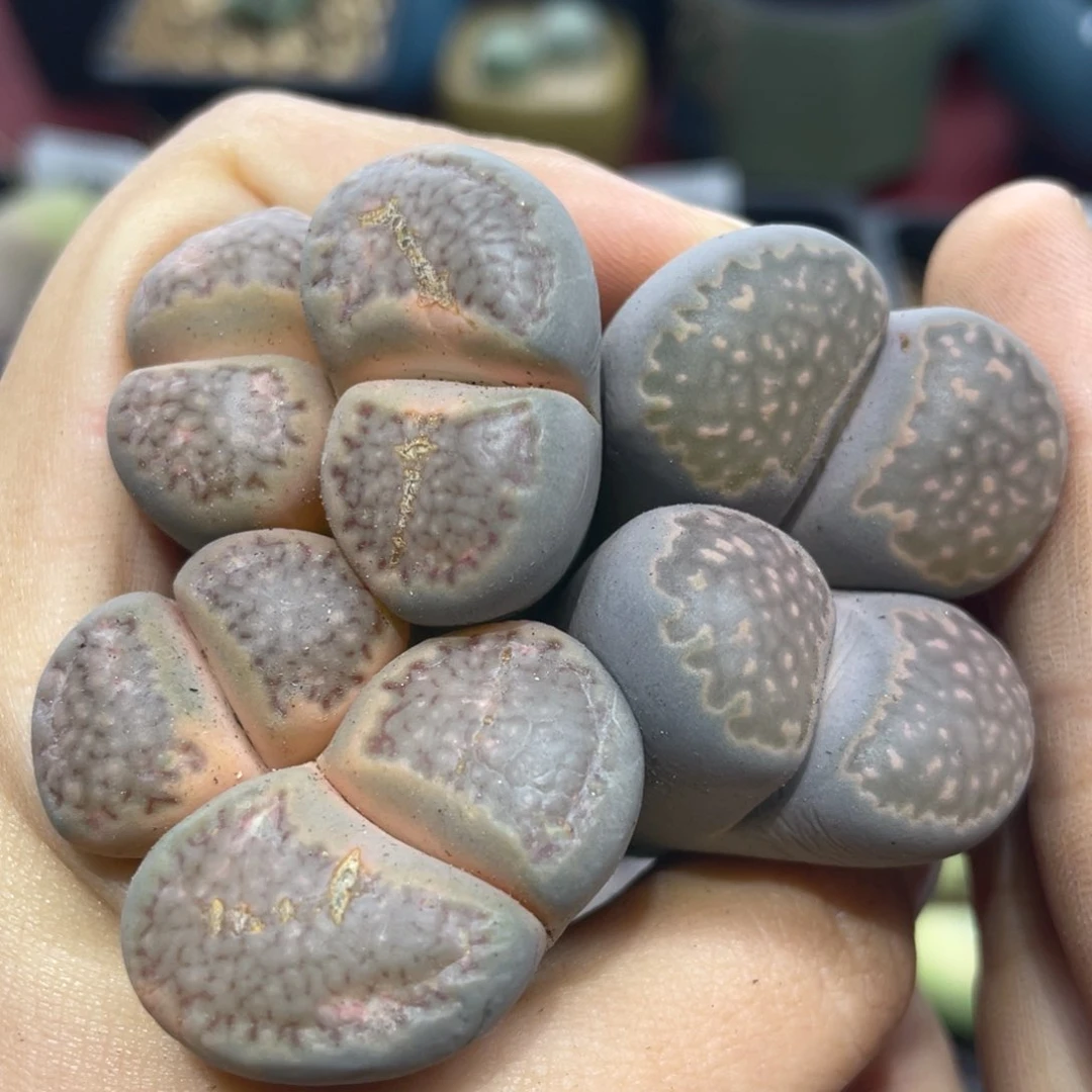 闪购小刚生石花696