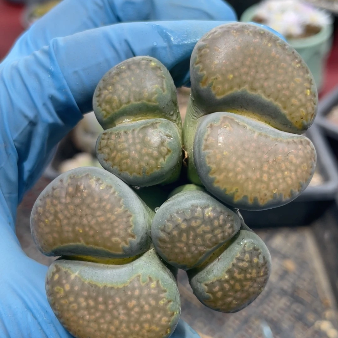 闪购小刚生石花048