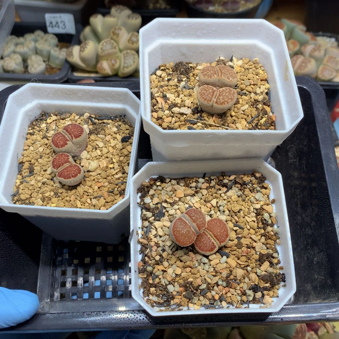 闪购小刚生石花542