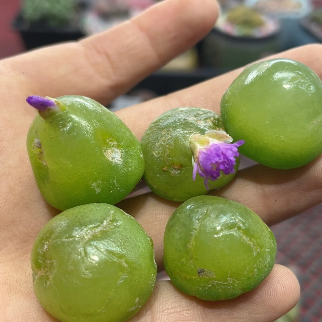 闪购小刚生石花微瑕670