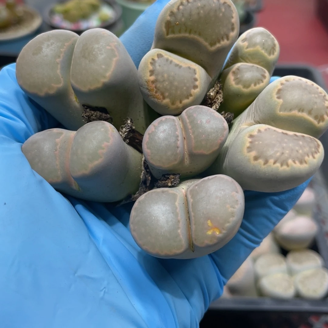 闪购小刚生石花422