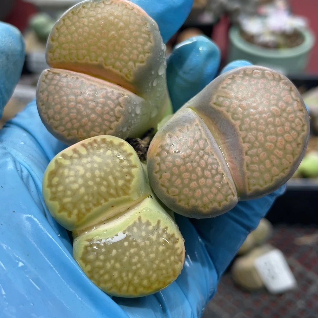 闪购小刚生石花558