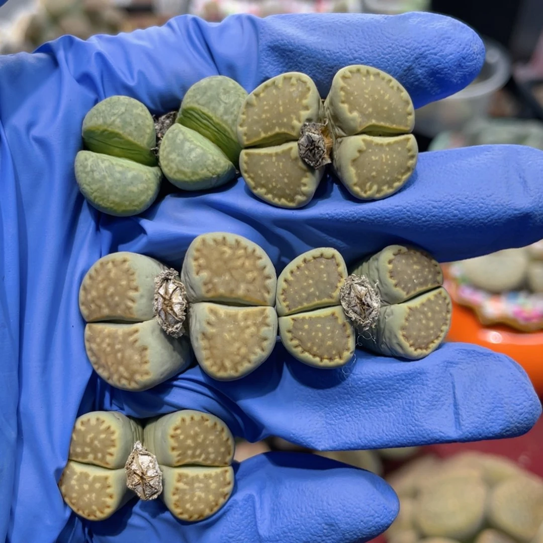 闪购小刚生石花935
