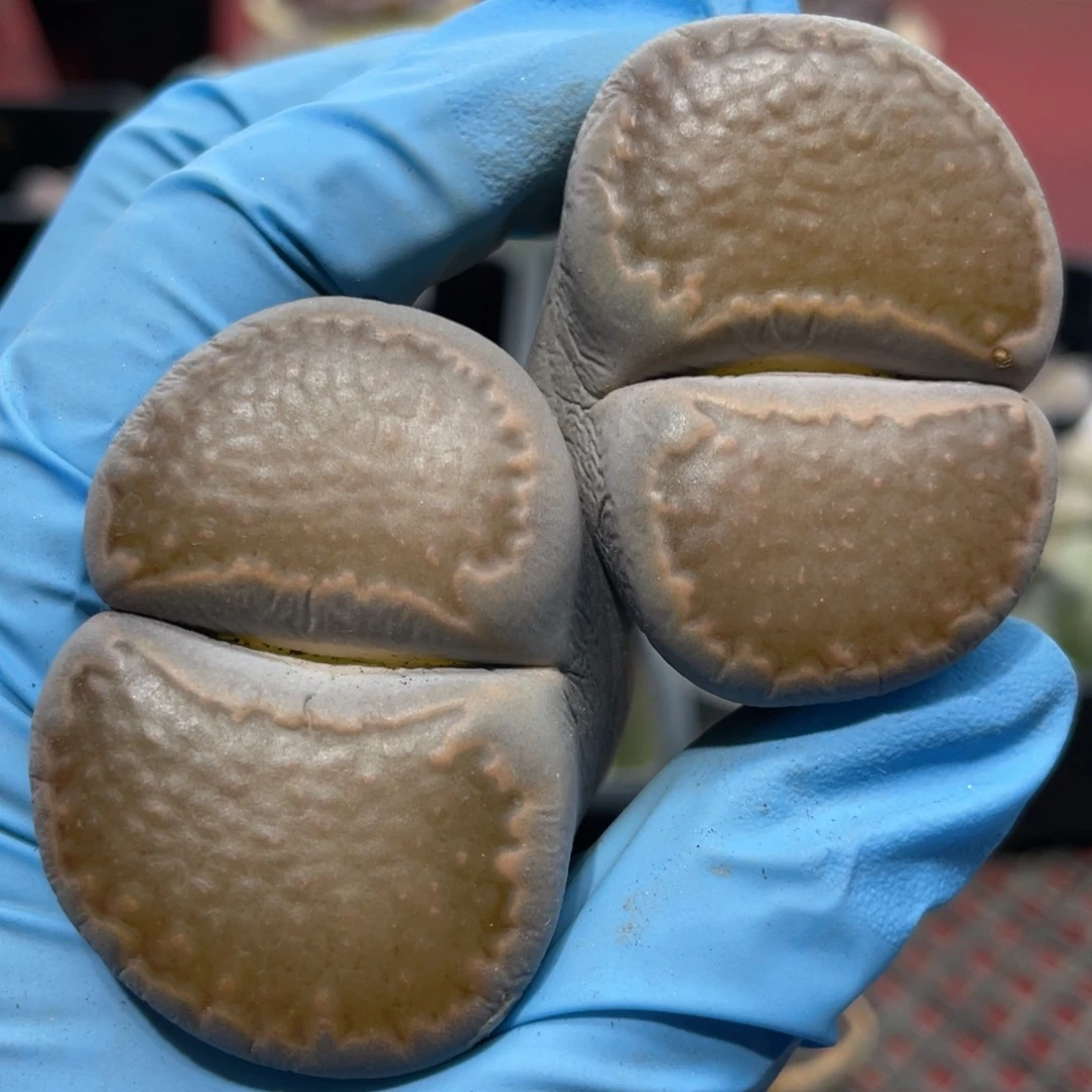 闪购小刚生石花813