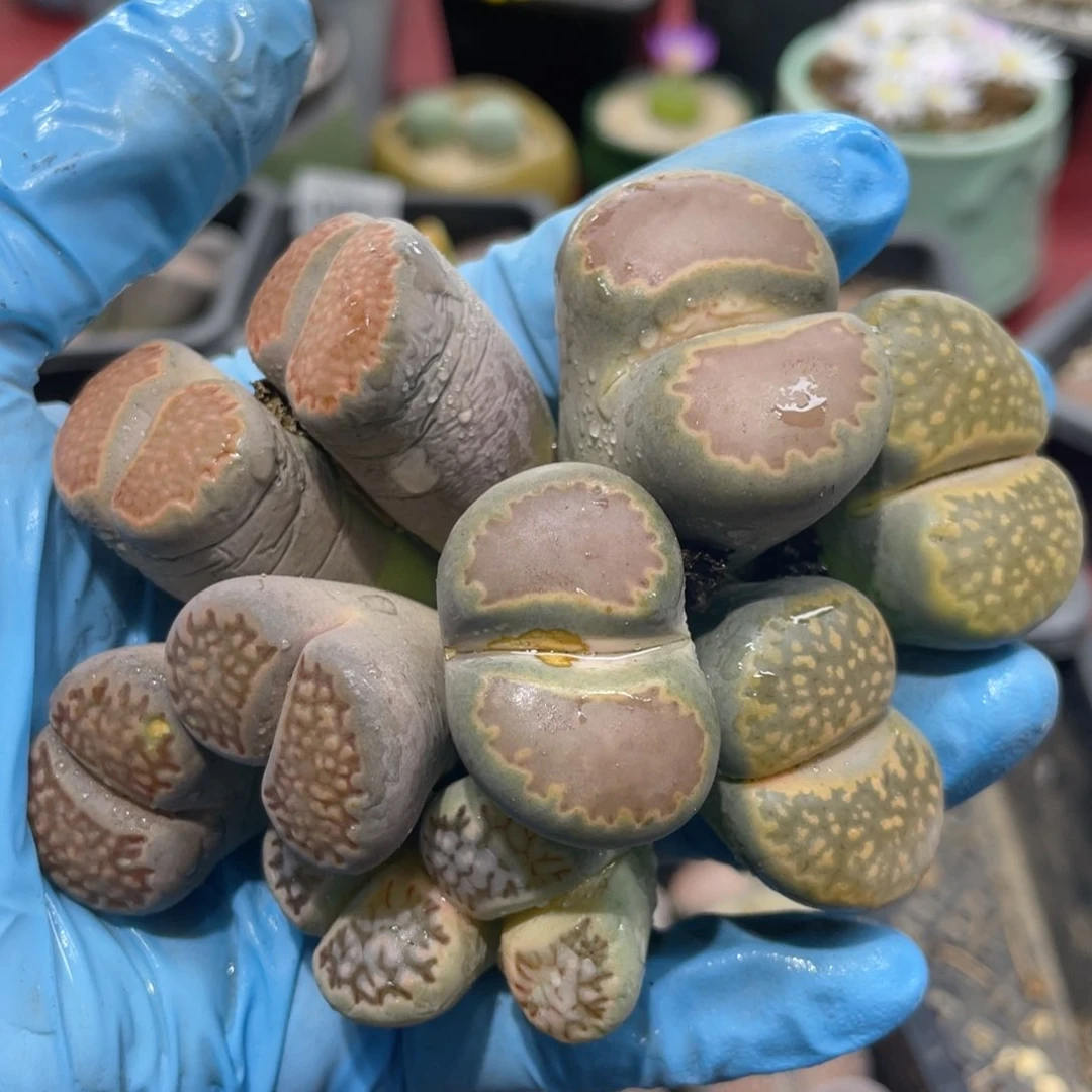 闪购小刚生石花047