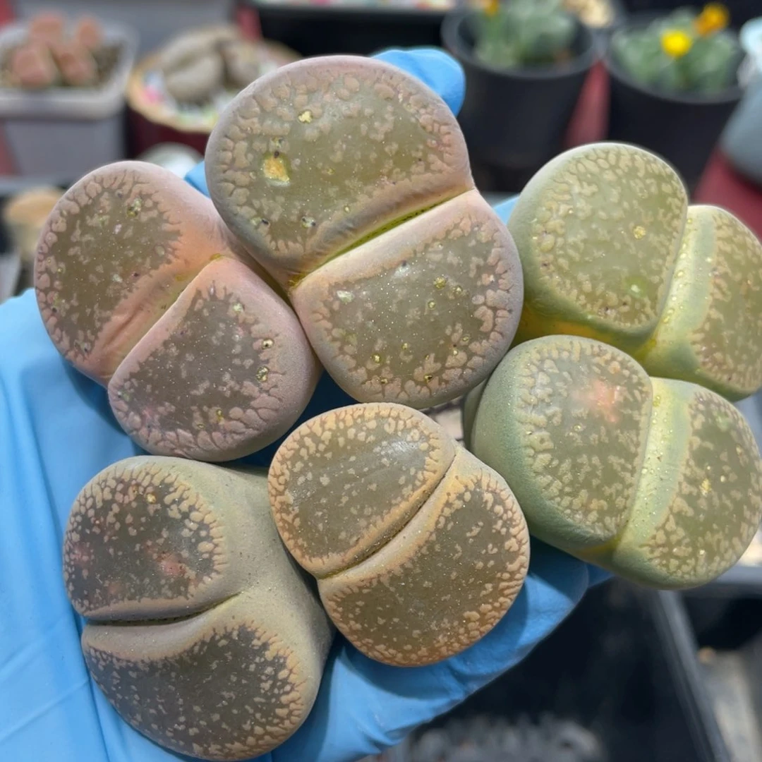 闪购小刚生石花904