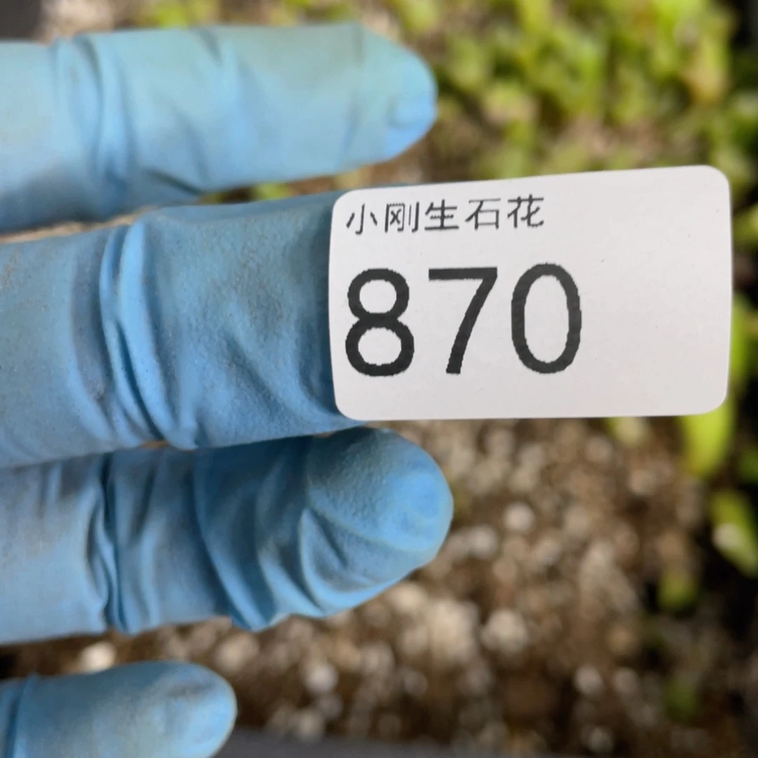 闪购小刚生石花870