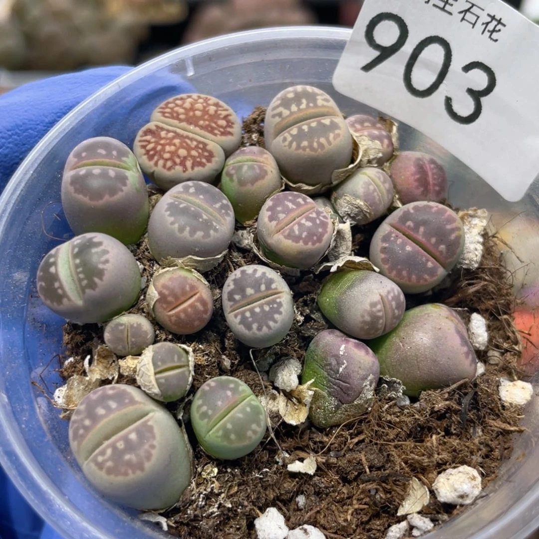 闪购小刚生石花903