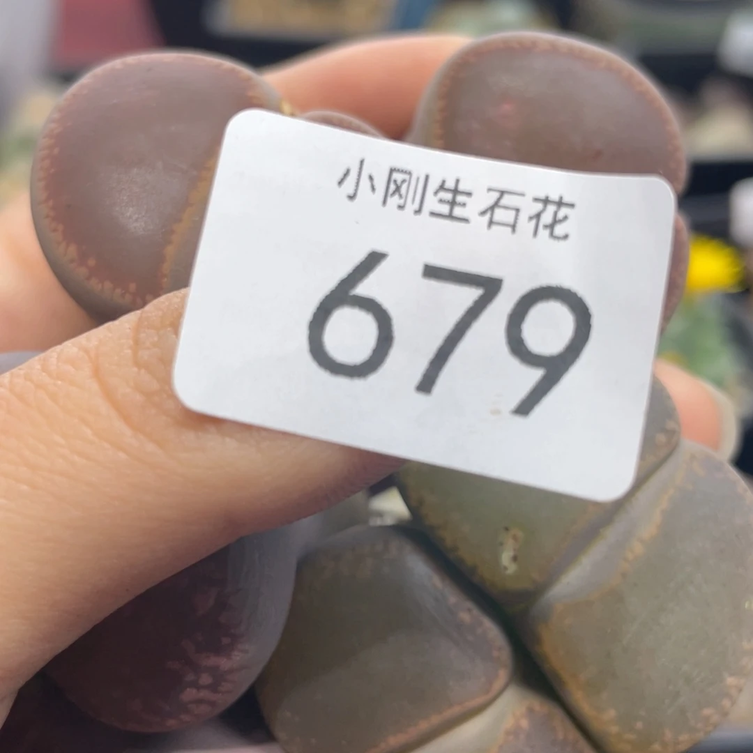 闪购小刚生石花679