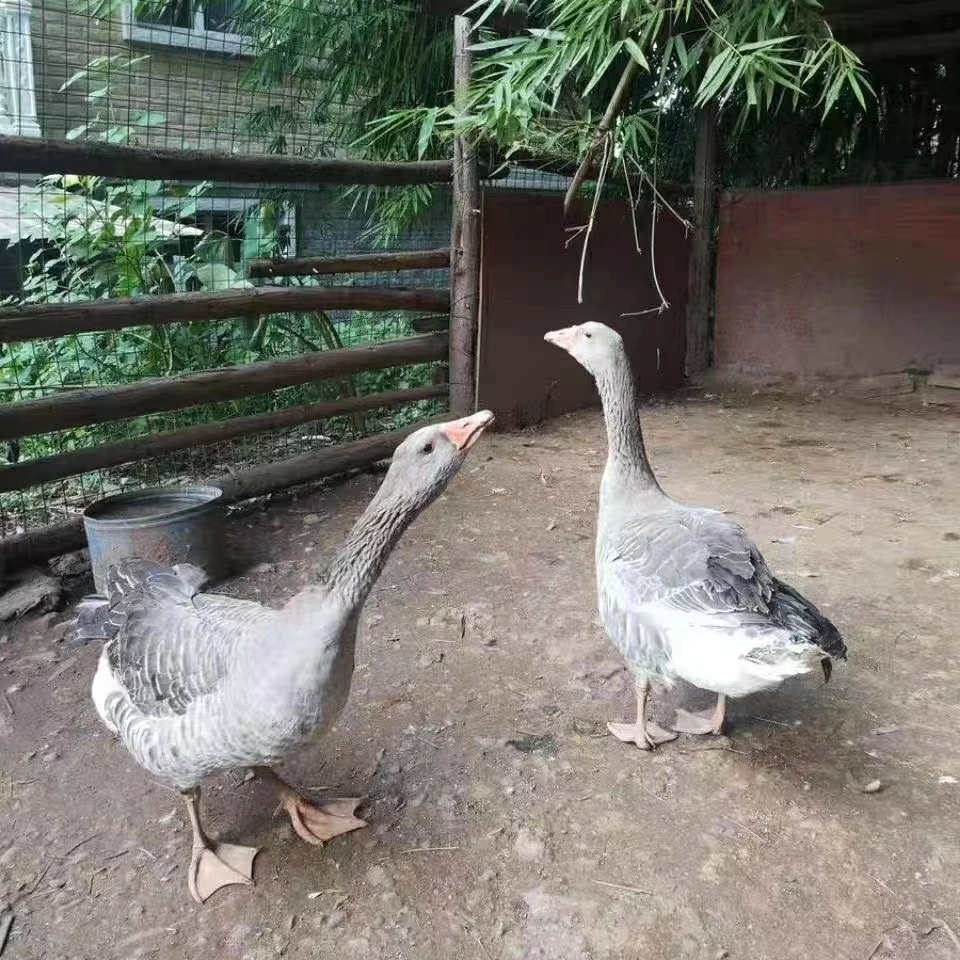【拍一发二】1大雁鹅买一只送一只 到手2只净重8-9斤