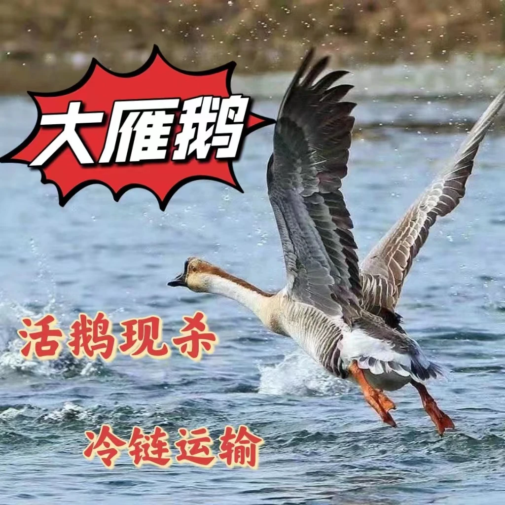 【拍一发二】大雁鹅买一只送一只 到手2只净重8-9斤