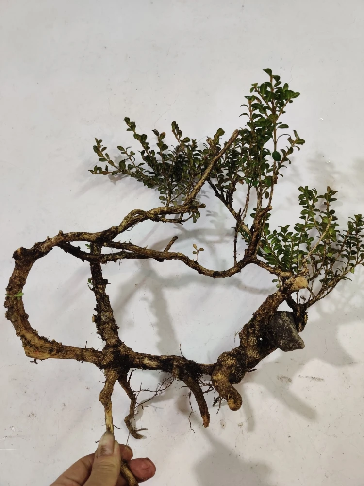 珍珠黄杨金弹子叶仙，水杨梅盆景素材清香木金弹子树