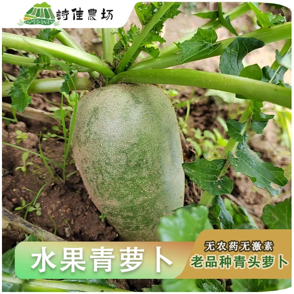 老品种青头萝卜，水果萝卜，青萝卜