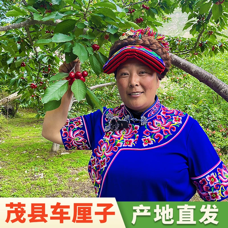 省外茂县高山车厘子老红灯甜樱桃现摘现发口感脆甜3斤到5斤