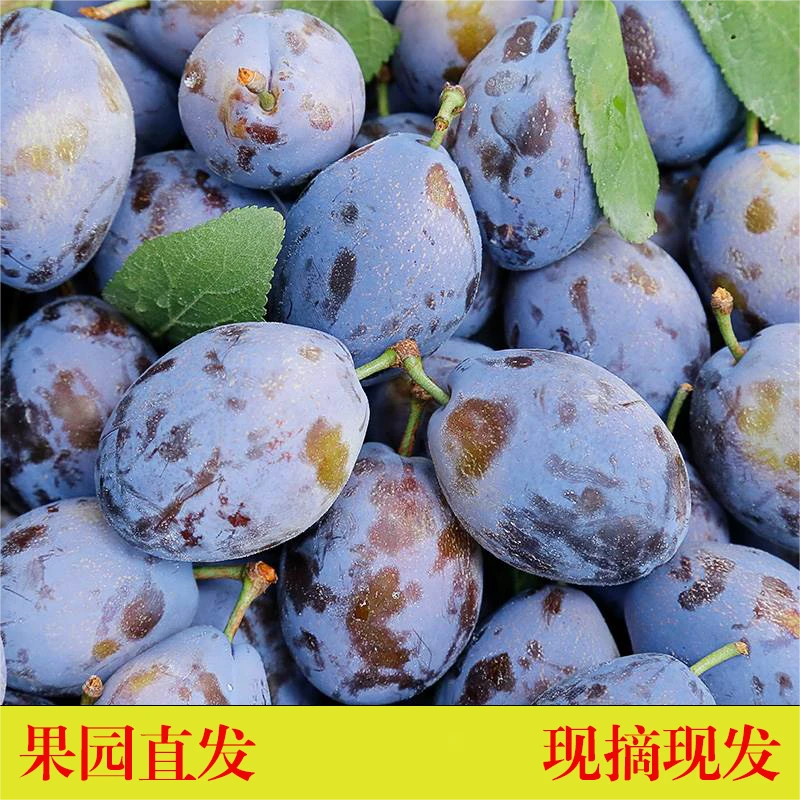 茂县精品羌寨西梅水果新鲜当季整箱应季现摘现发快递包邮5斤装