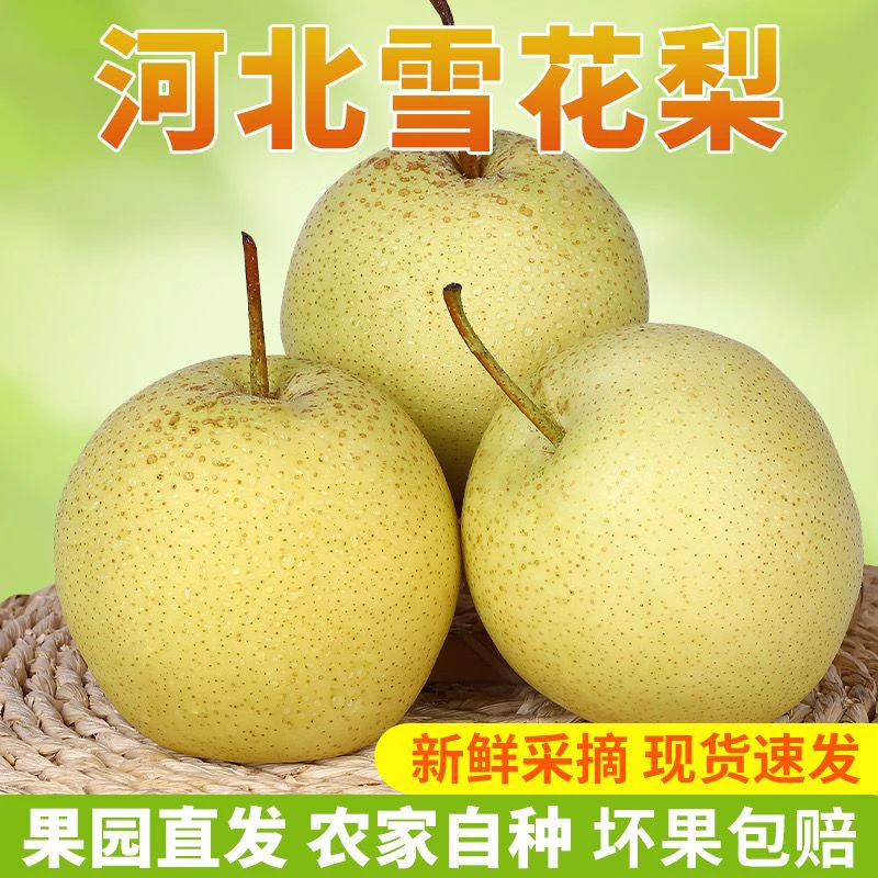 【河北大雪梨】果园新鲜水果梨子批发烤梨专用个头香梨采摘成熟