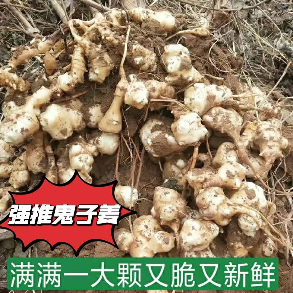洋姜新鲜现挖鬼子姜菊芋不辣沙姜农家腌制腌菜泡菜炒菜原产地自种