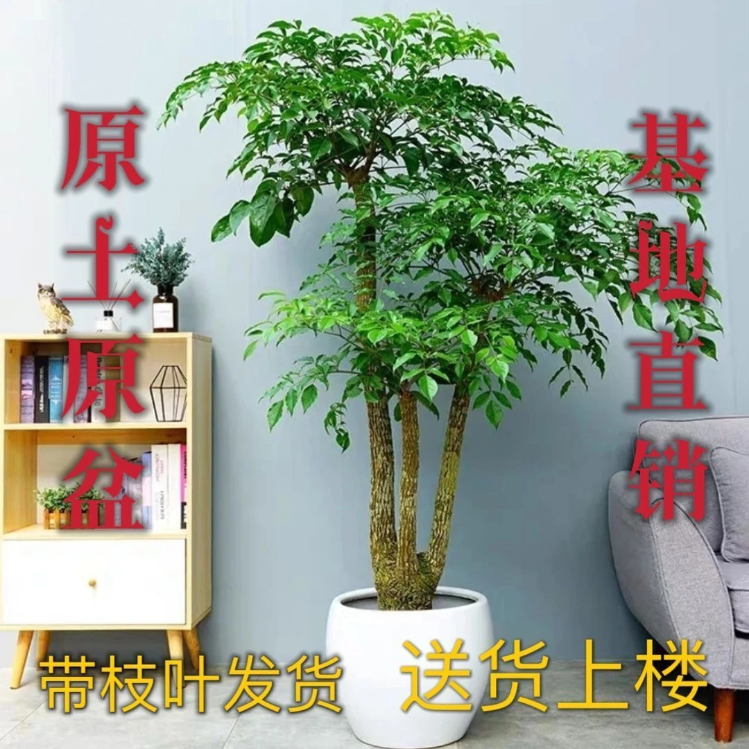 幌伞枫室内大型绿植夏威夷盆栽招财大幸福树大棵特大号幌伞枫老桩