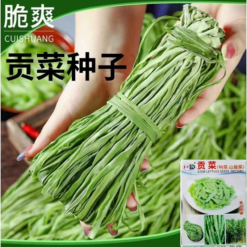 四川贡菜种子韭菜苔干菜籽山哲菜山蛰菜响菜蔬菜种子贡菜种子正宗