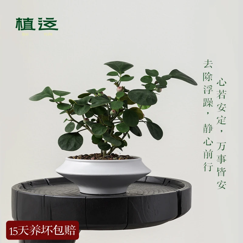 【静气】小盼菩提 植运原创手工盆景 新中式绿植盆栽 家居美学