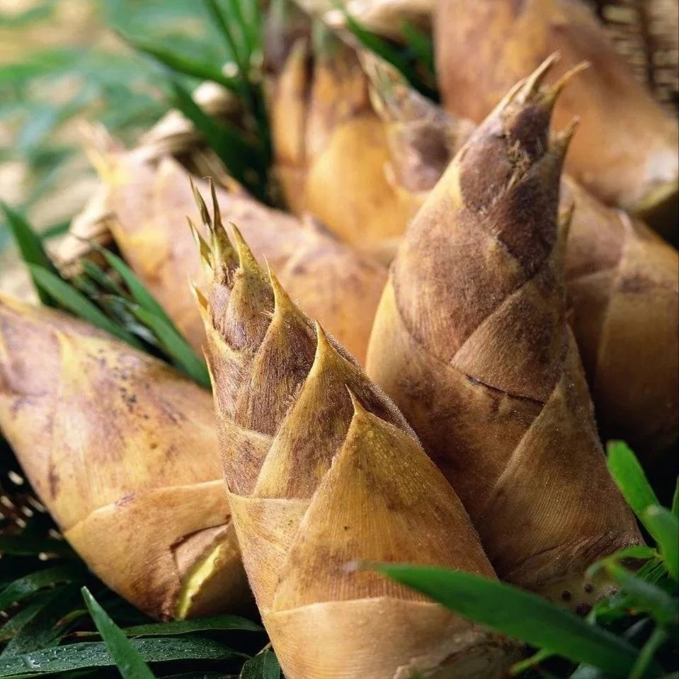 黄泥冬笋现挖现卖3斤5斤