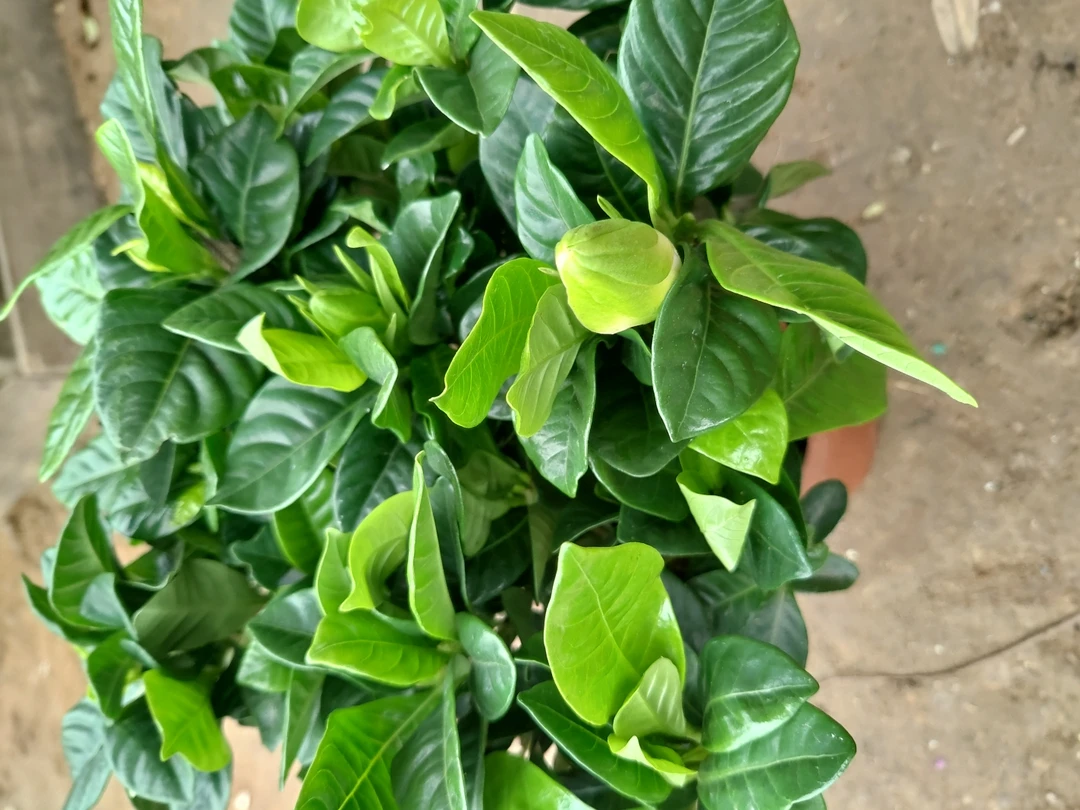 浓香型栀子花适合室内室外种植可以盆栽可地栽拍一发二【送肥料］