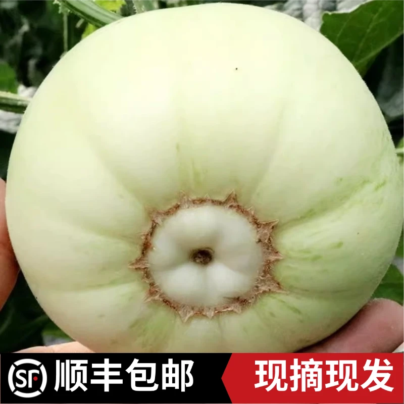 农五珍【顺丰包邮】湖南衡阳萱洲本地香瓜绿绒香瓜甜瓜产地直发5斤