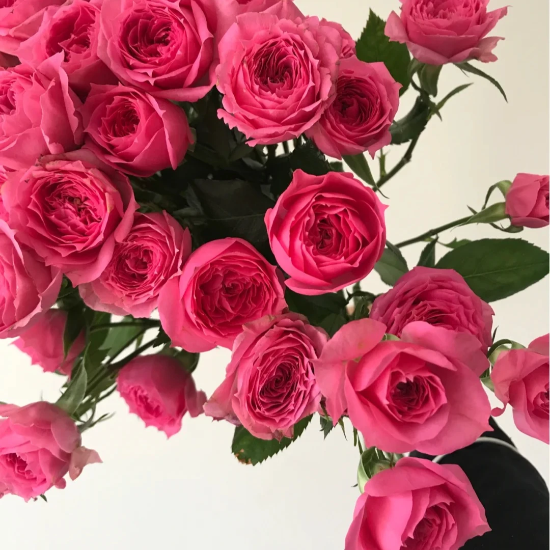 多头玫瑰——苏菲宝贝10枝【梵花入梦】，已发货在途中不售后，夏季鲜活