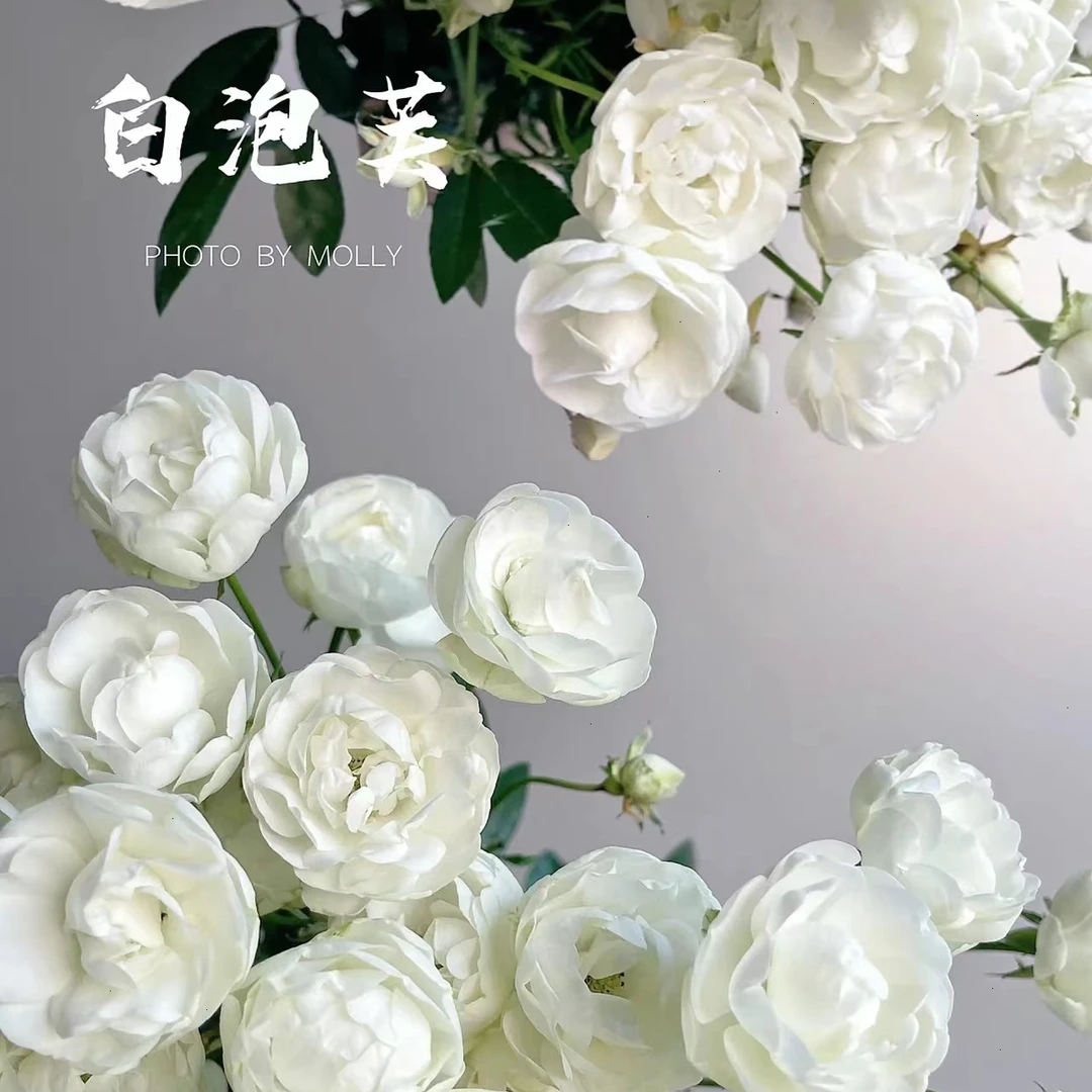 多头玫瑰——白泡芙10枝【梵花入梦】，已发货在途中不售后，夏季鲜活养