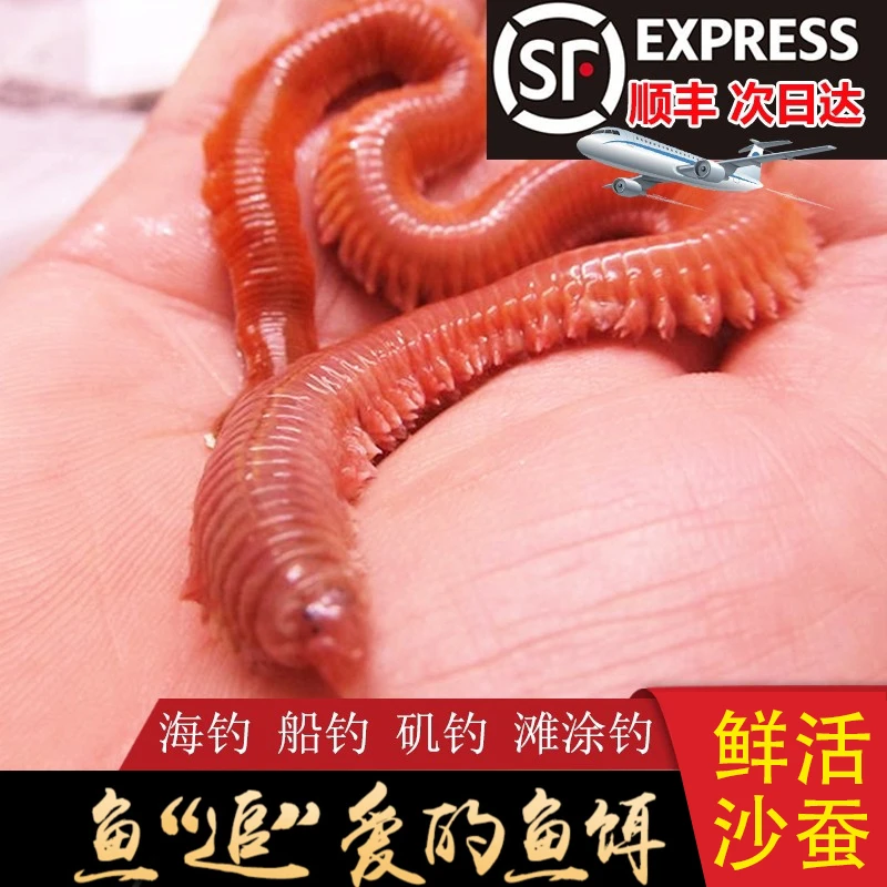 活沙蚕红虫青虫海蚯蚓钓鱼海钓适用活饵鲜活鱼饵路亚饵鲈鱼饵包活