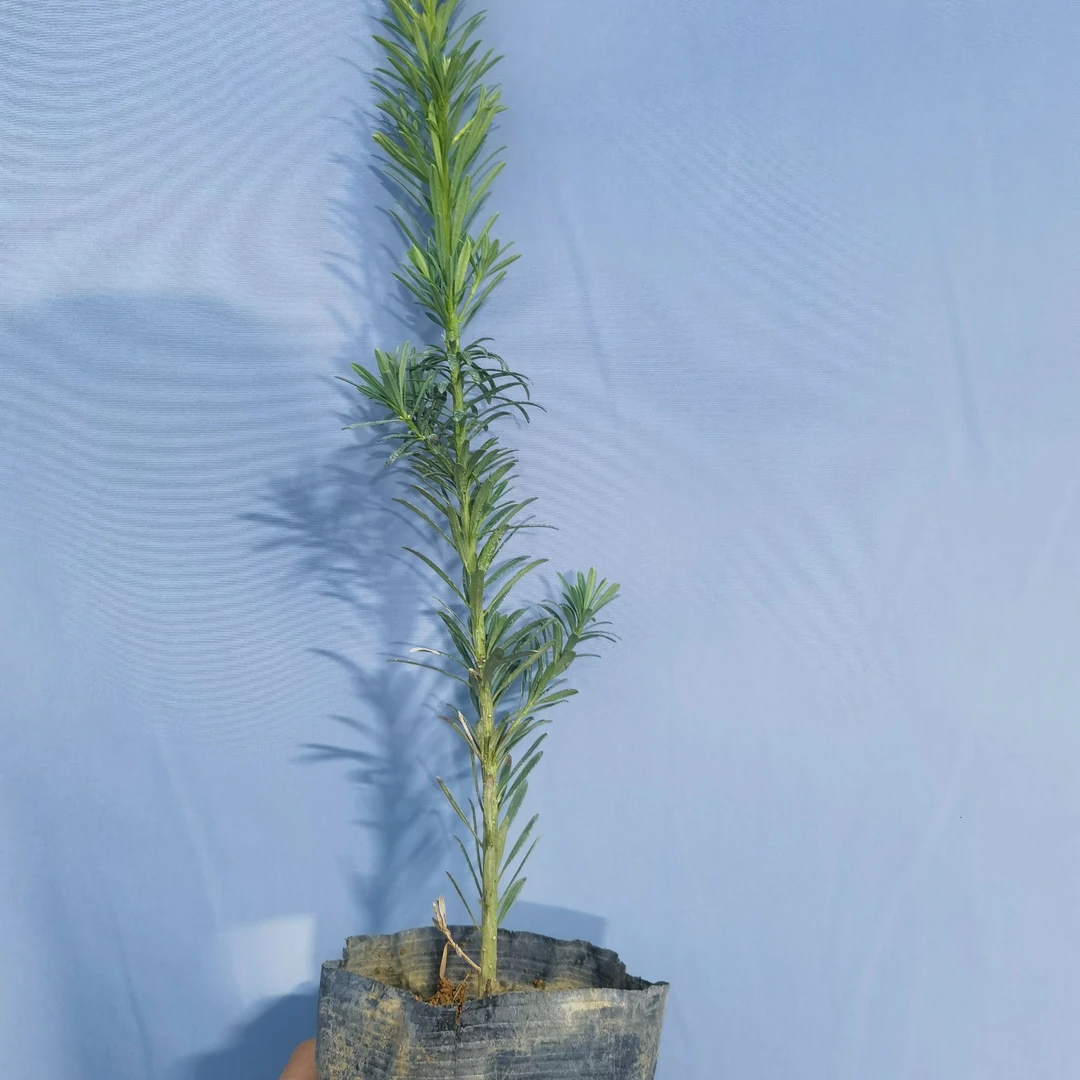 小叶雀舌罗汉松营养袋苗(随机发货)